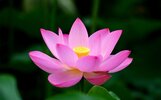 skladchik_com_attachments_beautiful_pictures_of_lotus_02_jpg_403600__.jpg